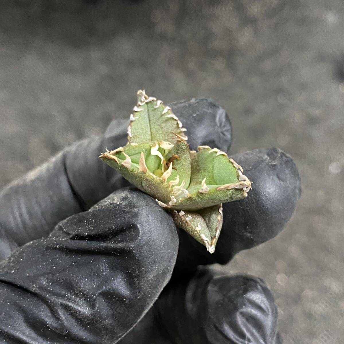 多肉植物アガベ チタノタ フィリグリー 圓葉拇指 子株 5株同梱_画像7