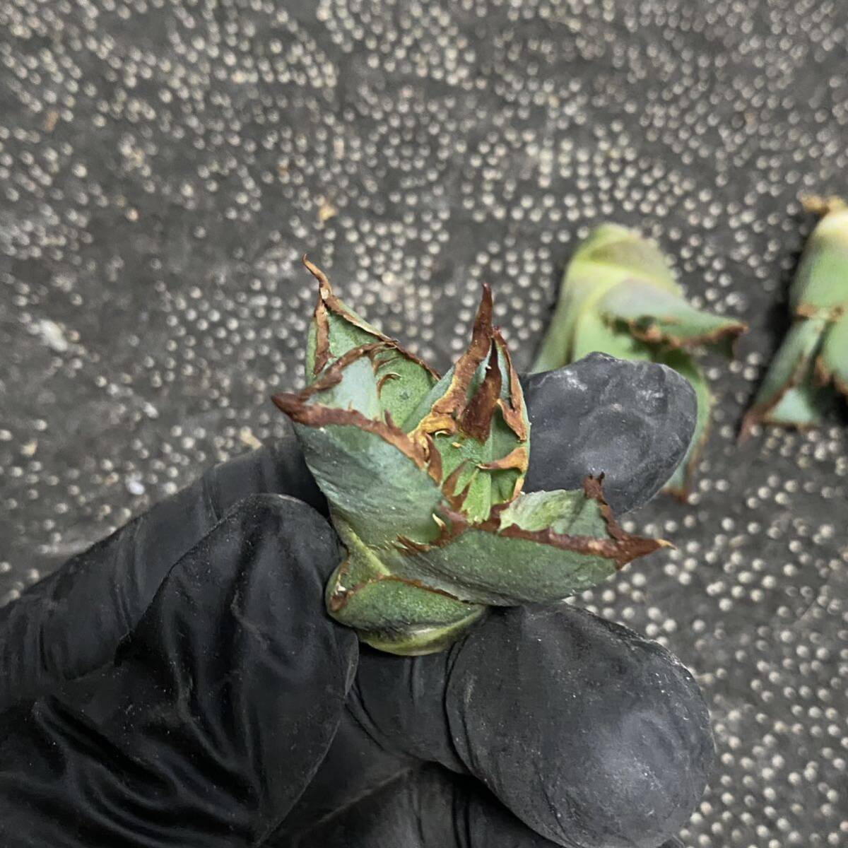 多肉植物　アガベ チタノタ 逆刺厳竜 特選極上大子株 3株同梱_画像6