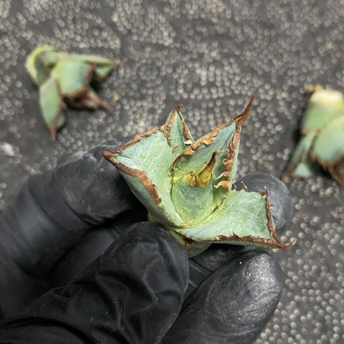 多肉植物　アガベ チタノタ 逆刺厳竜 特選極上大子株 3株同梱_画像8