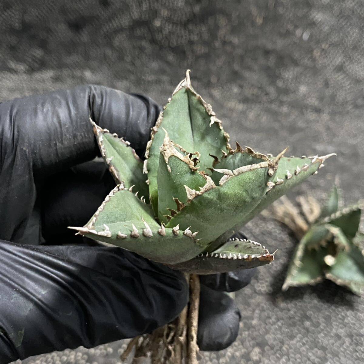 多肉植物 アガベ　チタノタ 狼人 小株 3株同梱 発根済_画像4