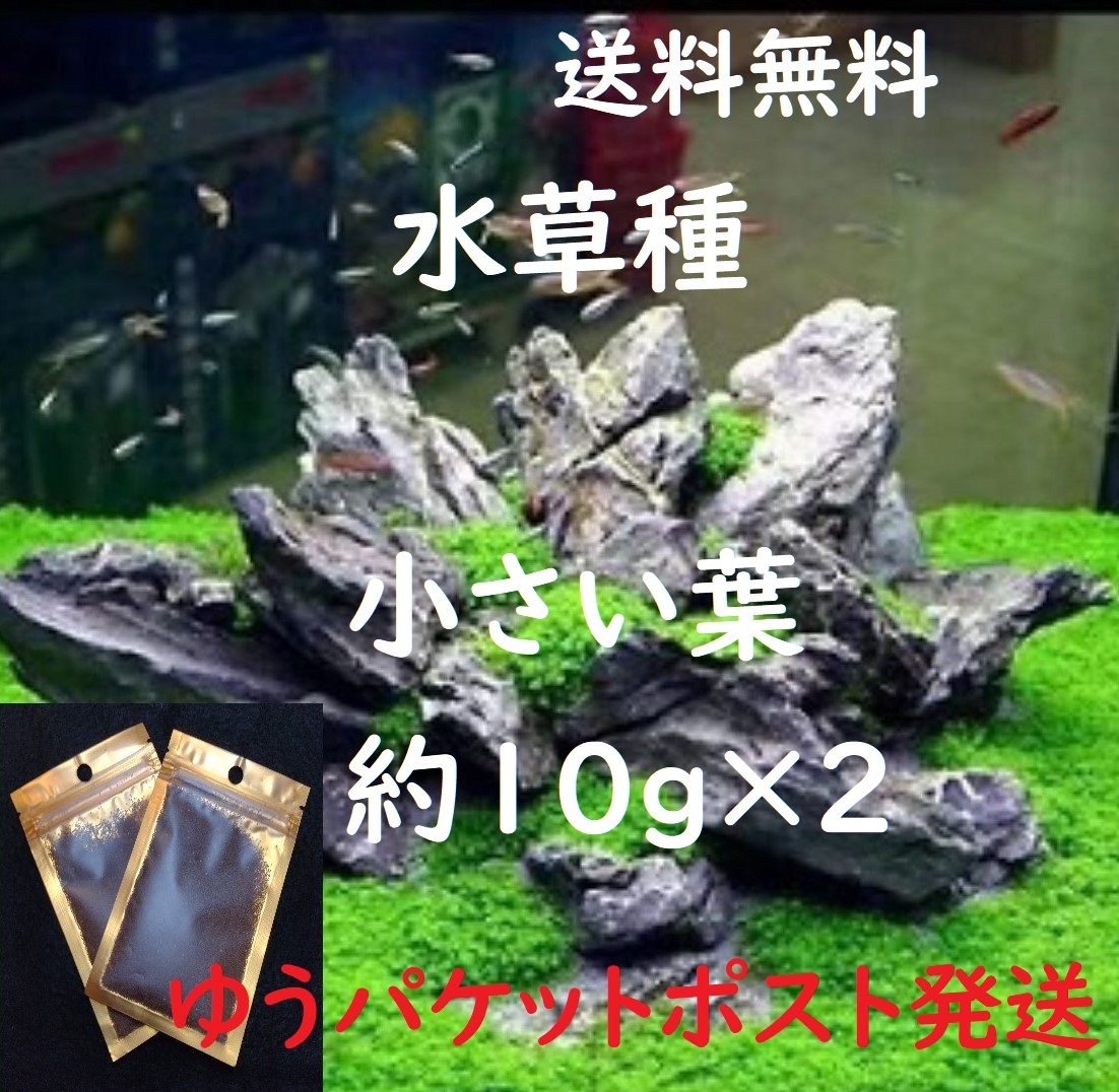 （匿名、追跡付き発送）水草の種。小さい葉（約10g）×2個       の画像1