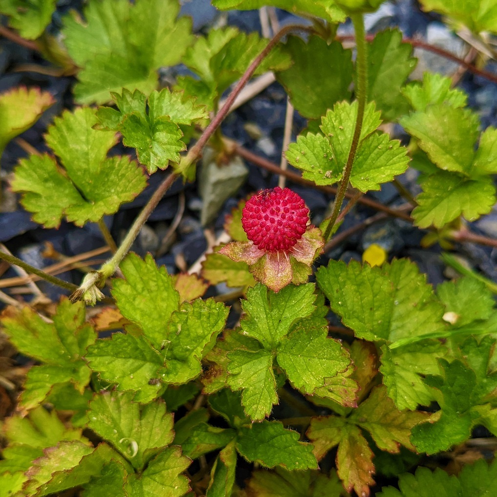  free shipping * yellow . flower . pretty! snake strawberry. pulling out seedling 5 stock ground cover plant enduring cold .* root attaching . root . evergreen gardening gardening 