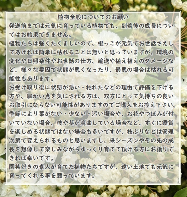 送料無料◆コデマリ 挿し木用の挿し穂 5本 カット苗 園芸 ガーデニング ホワイトガーデン 小手毬の画像6