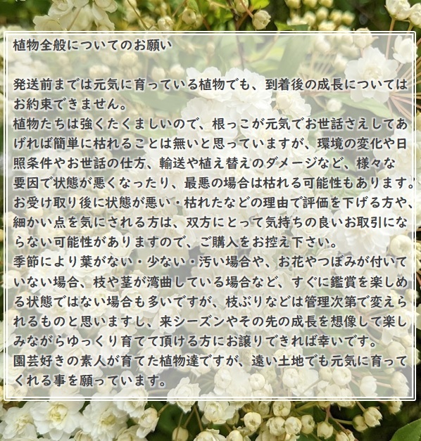 送料無料◆グミの木 挿し木用 挿し穂10本 ナツグミ 果実酒・ジャムなどの加工に ガーデニング 園芸_画像7