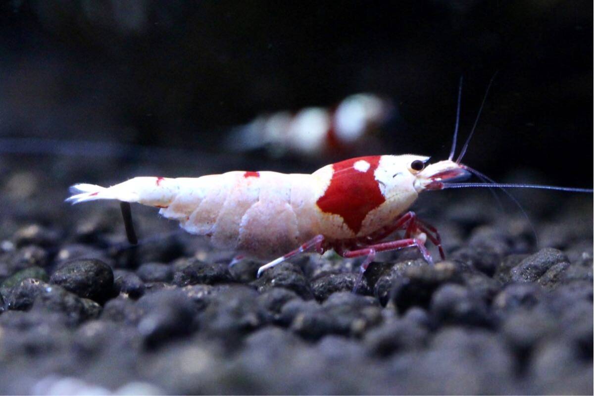 【静華蝦】ちょっと綺麗なレッドビーシュリンプ赤足抱卵個体(＋保障分1匹)の画像2