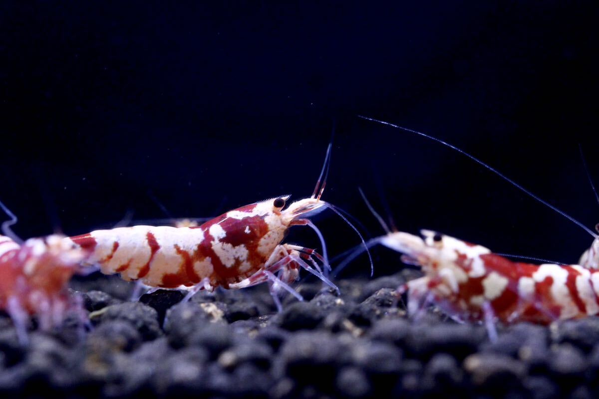 [ quiet ..] Sara sa Tiger shrimp bleed set 2 male 3 female . egg individual 2 pcs .( inside guarantee minute 2 pcs )