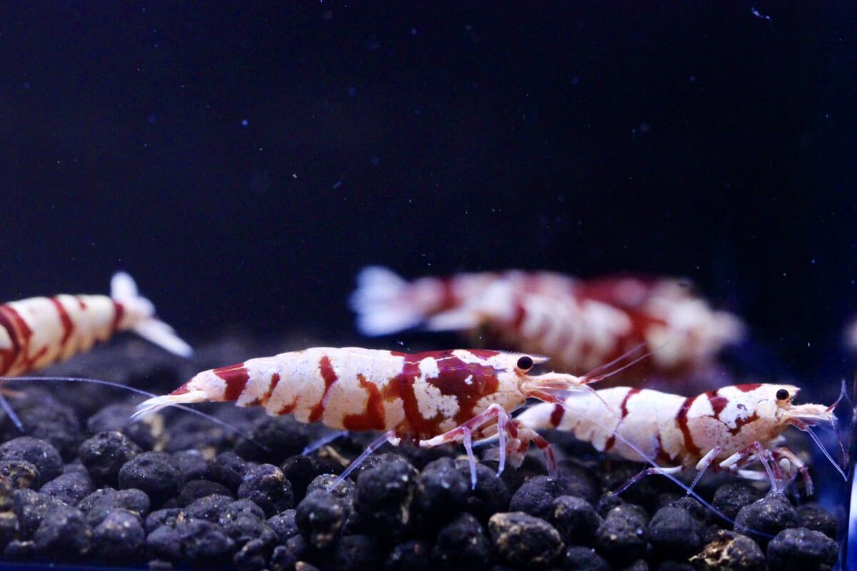 [ quiet ..] Sara sa Tiger shrimp bleed set 2 male 3 female . egg individual 2 pcs .( inside guarantee minute 2 pcs )