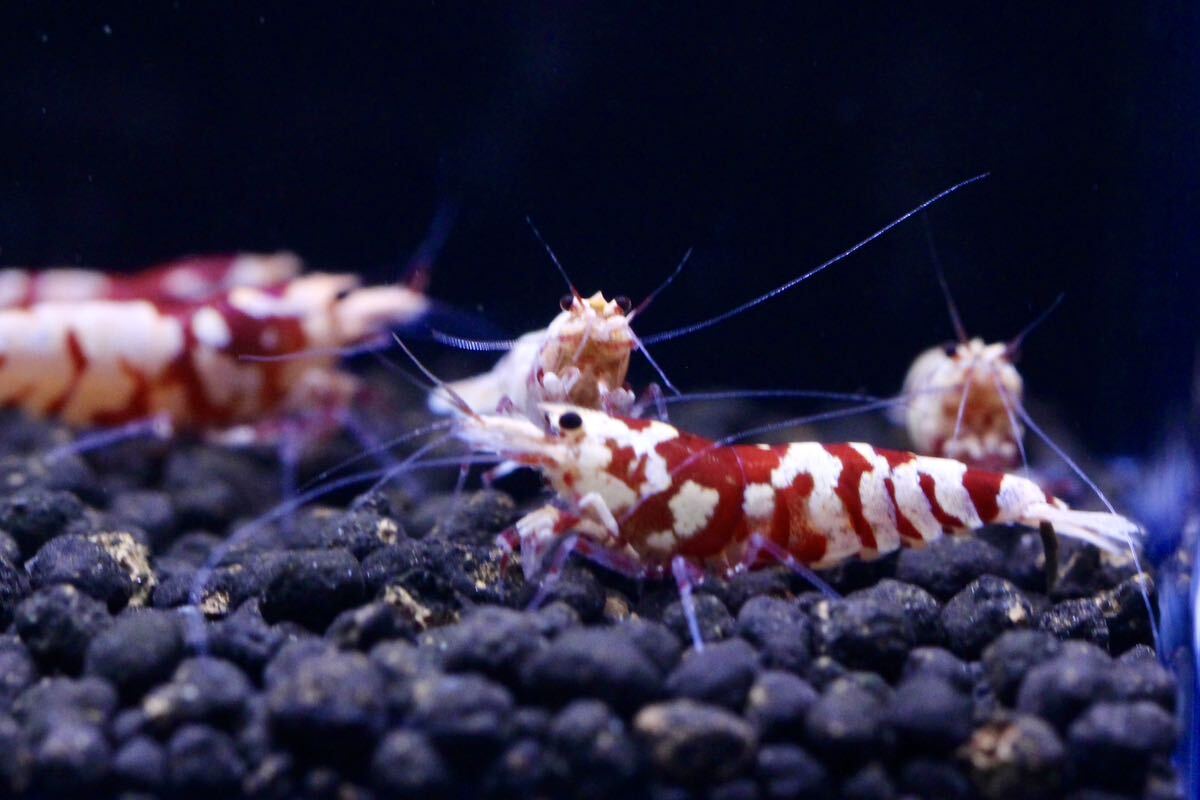 [ quiet ..] Sara sa Tiger shrimp bleed set 2 male 3 female . egg individual 2 pcs .( inside guarantee minute 2 pcs )