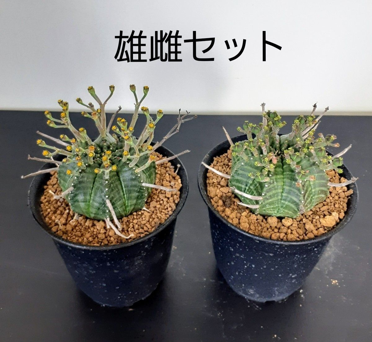 ユーフォルビア バリダ 雄雌不明 【抜き苗発送】 - 塊根植物