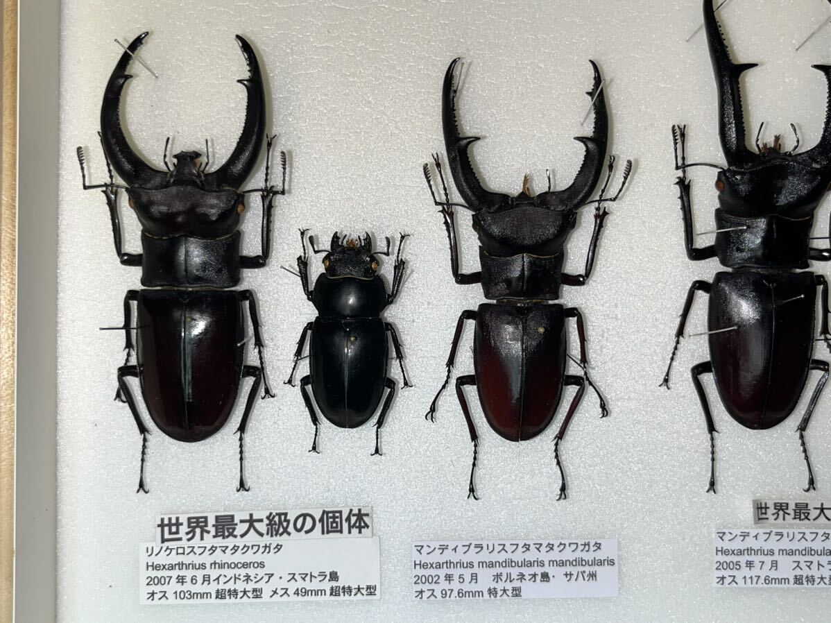 フタマタクワガタ 標本 マンディブラリス リケノロス 等 ドイツ箱入り 昆虫標本の画像7