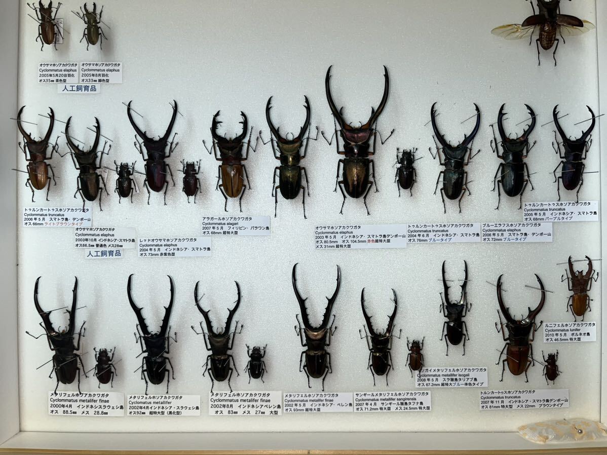 ホソアカクワガタ 標本 メタリフェル エラフス 等 ドイツ箱入り 昆虫標本の画像1