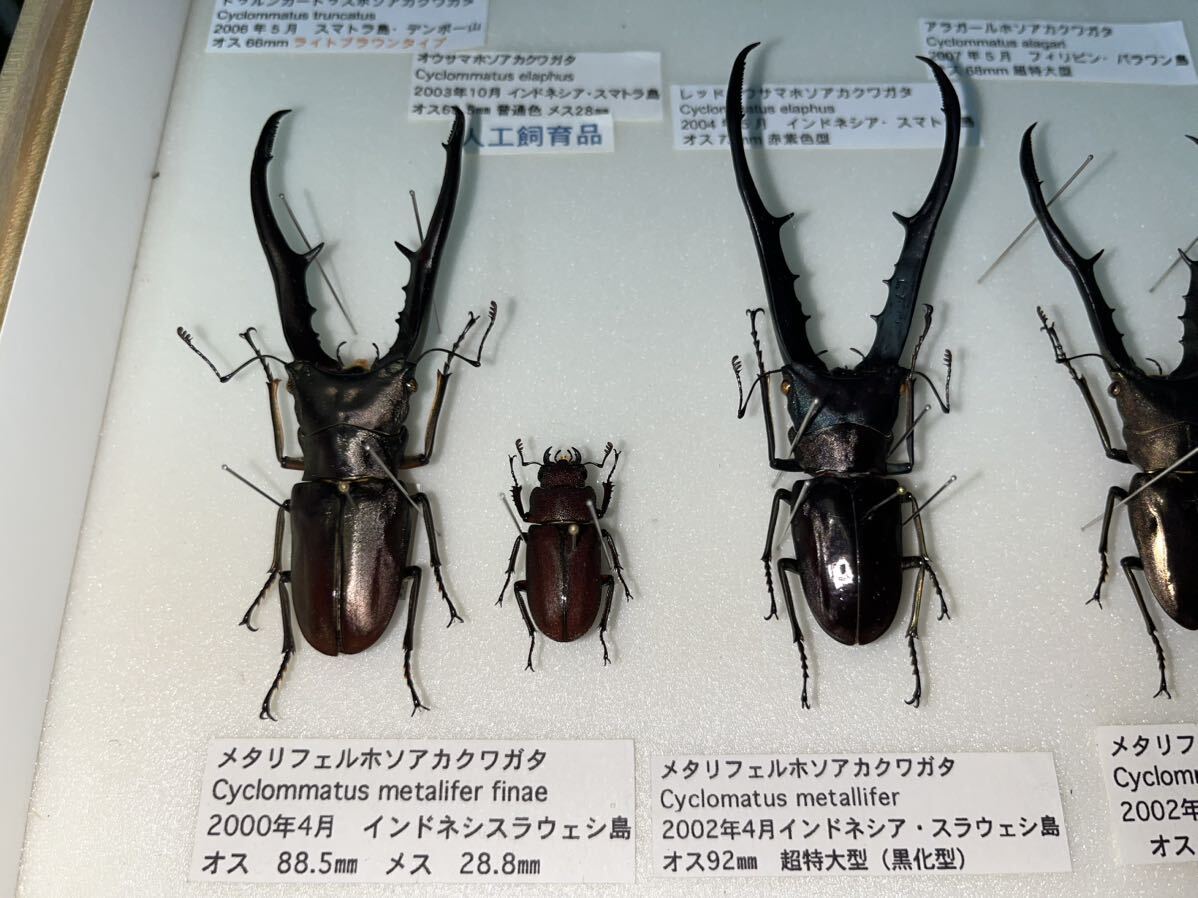 ホソアカクワガタ 標本 メタリフェル エラフス 等 ドイツ箱入り 昆虫標本の画像6