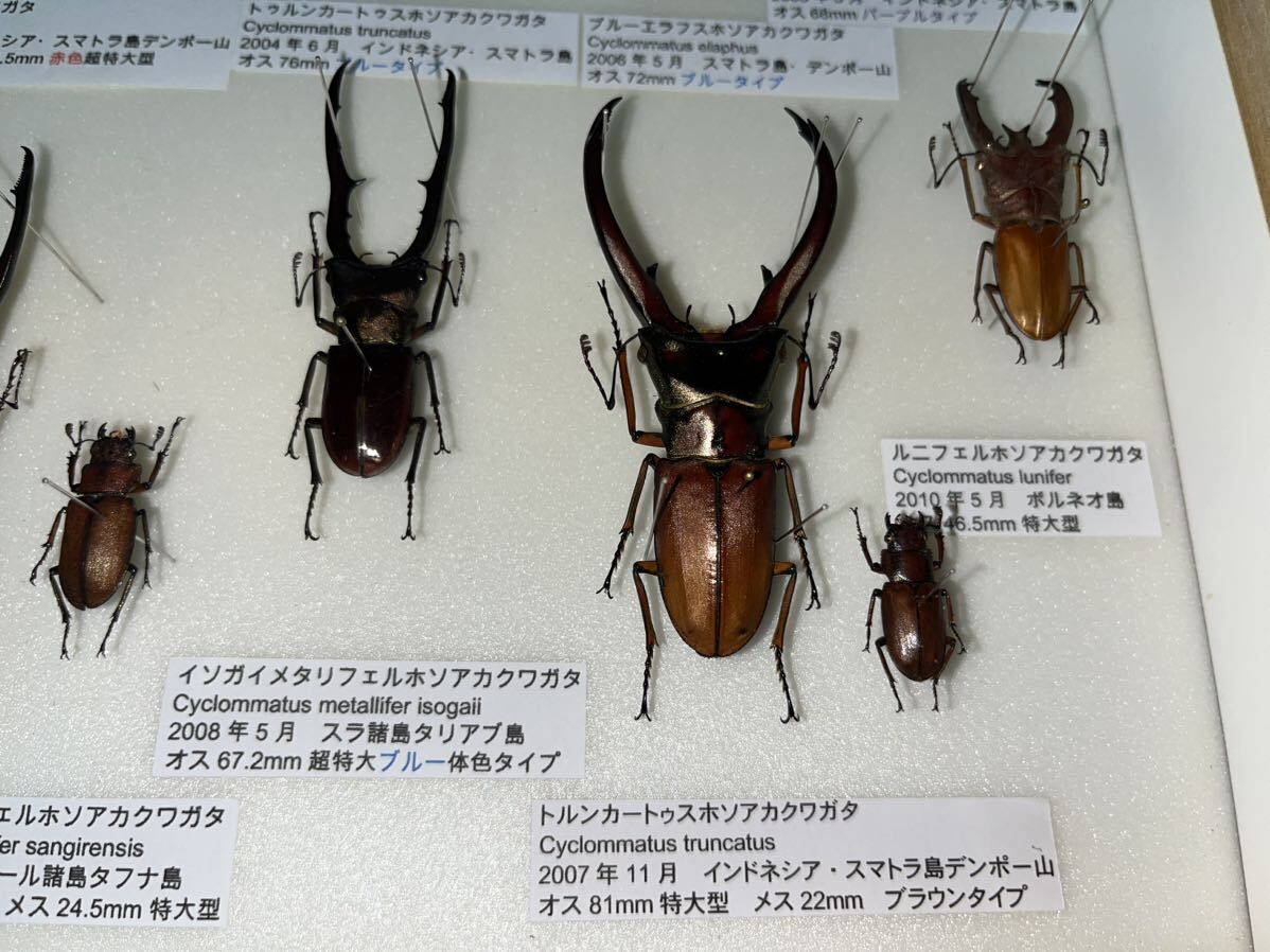 ホソアカクワガタ 標本 メタリフェル エラフス 等 ドイツ箱入り 昆虫標本の画像8