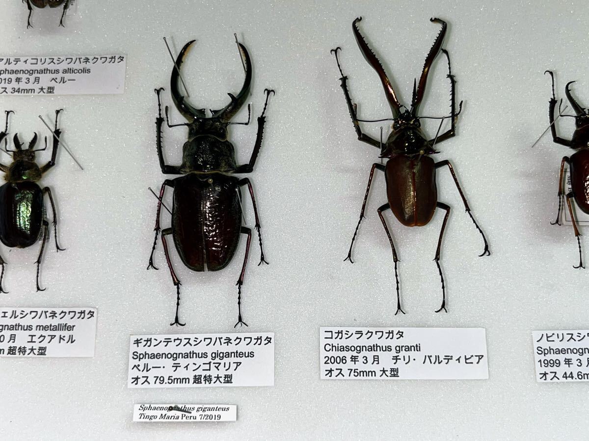 コガシラクワガタ シワバネクワガタ 標本 昆虫標本 ドイツ箱入りの画像3