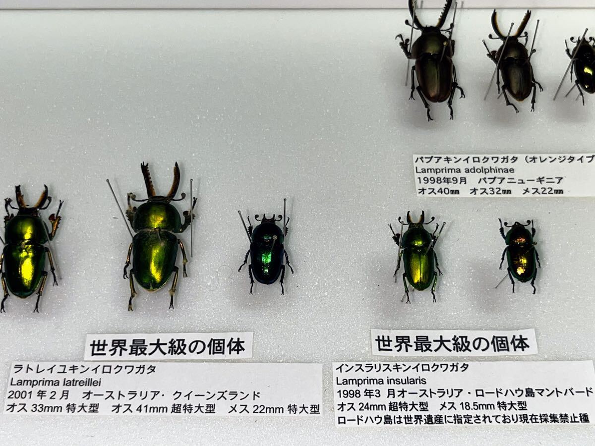 ニジイロクワガタ パプアキンイロクワガタ 標本 昆虫標本 ドイツ箱入りの画像9