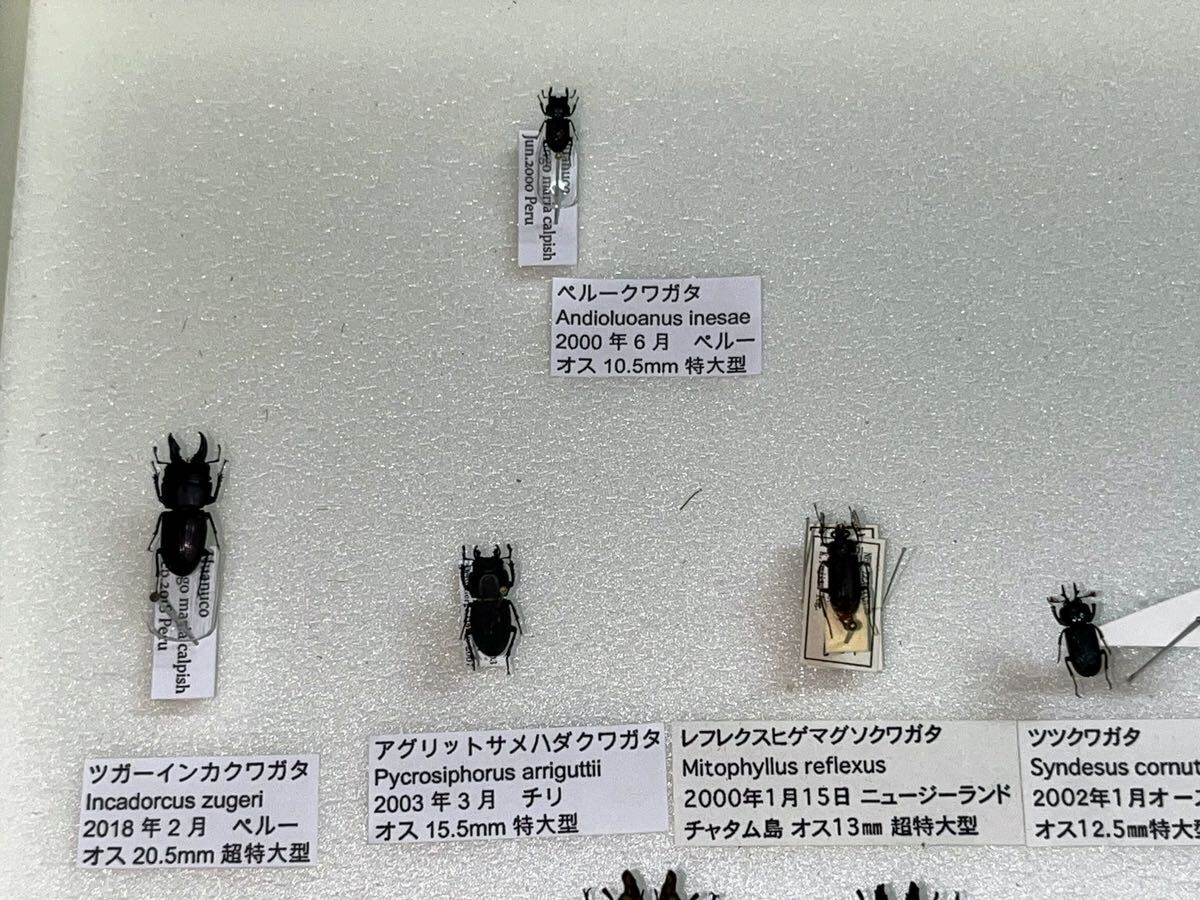 オオズクワガタ ヒョウモンクワガタ 等 クワガタ 昆虫 標本 ドイツ箱入りの画像4