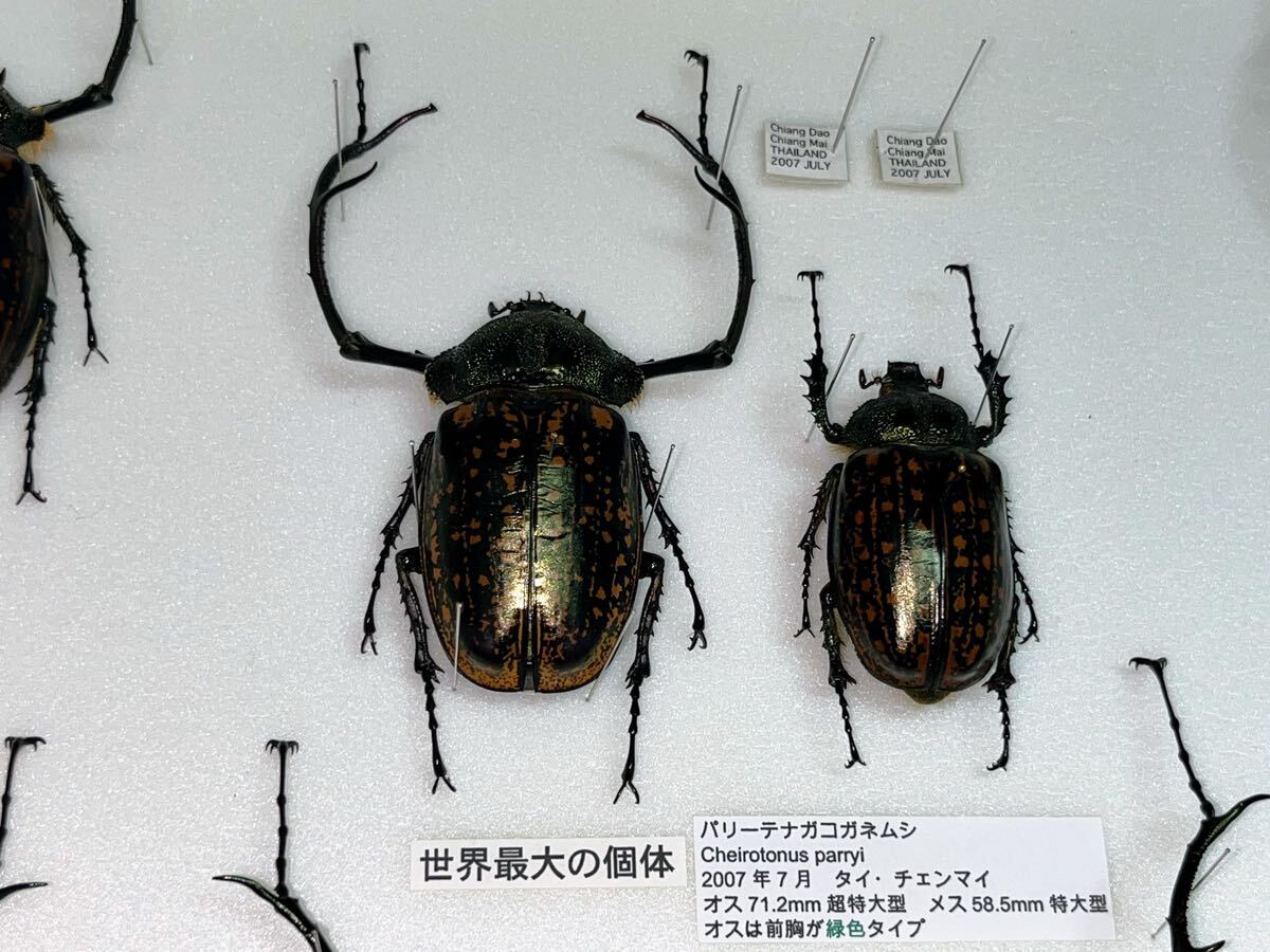 大型 テナガコガネ 標本 昆虫標本 ドイツ箱入り の画像2