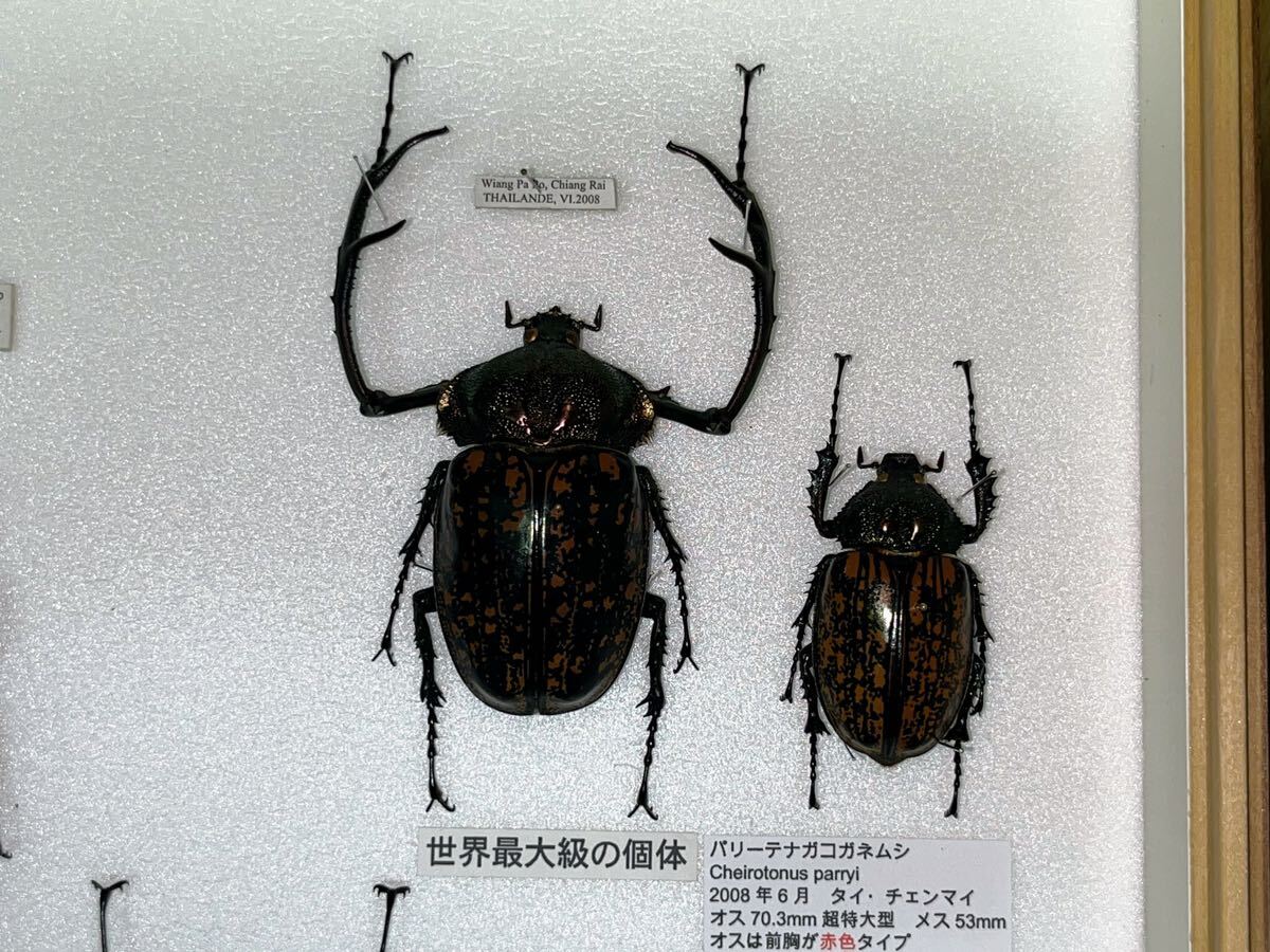 大型 テナガコガネ 標本 昆虫標本 ドイツ箱入り の画像5