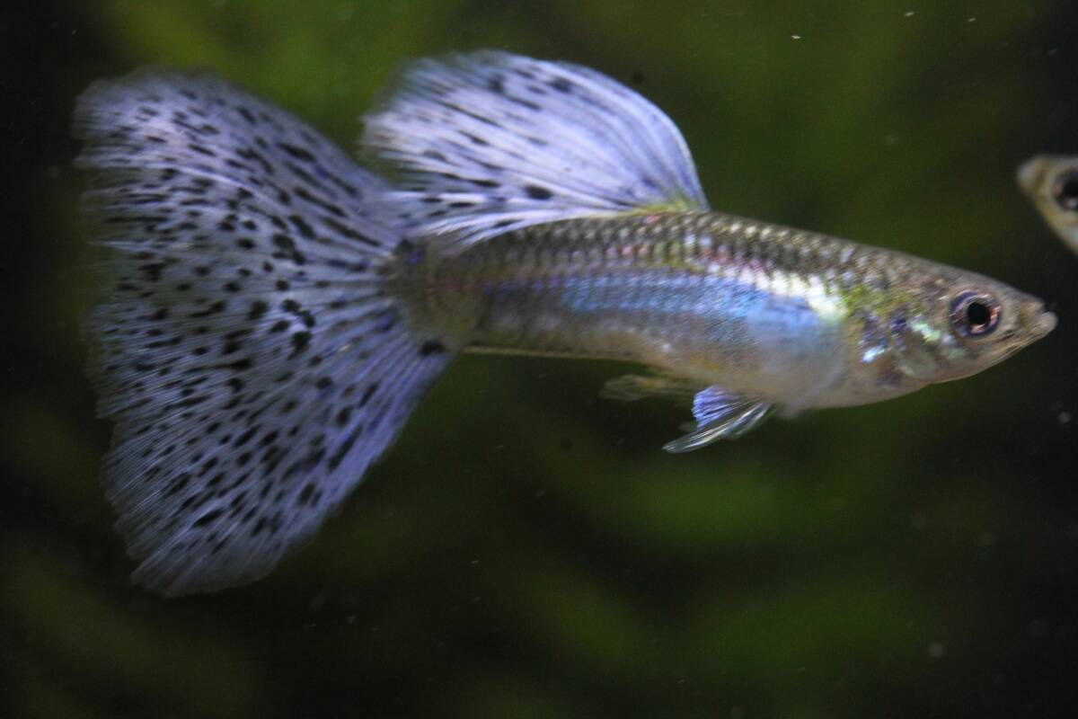 「所沢熱帯魚」 若魚 パープルグラスリボン（スワロー系） １トリオの画像2