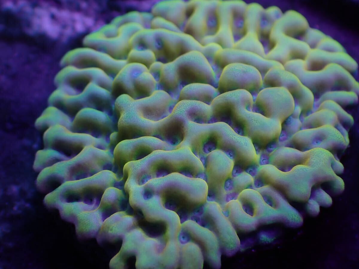 Kung Pao montipora 複数出品中！の画像1