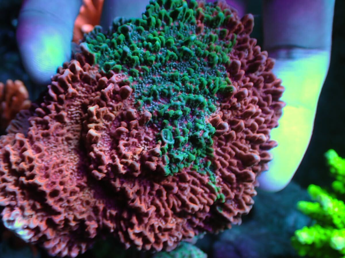 【複数購入特典付き！】 大きめGrafted Montipora の画像2