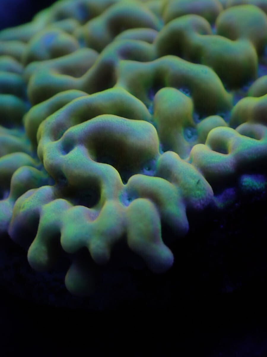 Kung Pao montipora several exhibiting!