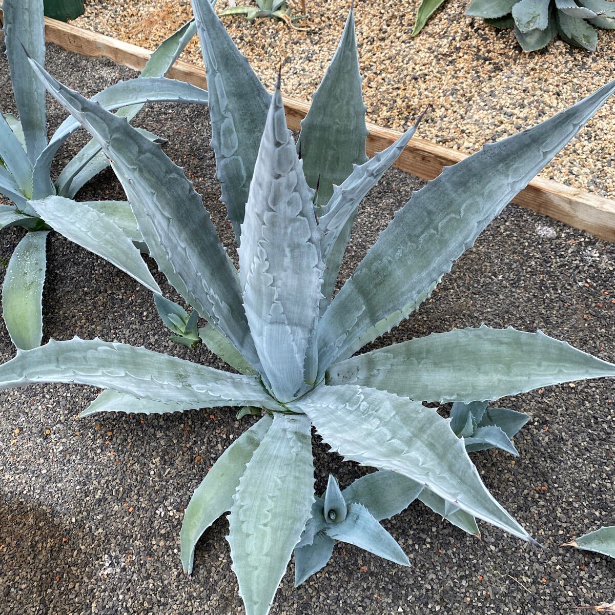 Agave americana ② アガベ アメリカーナ 美株 大株 青白い 細葉 子株セット 持ってけ泥棒企画の画像3