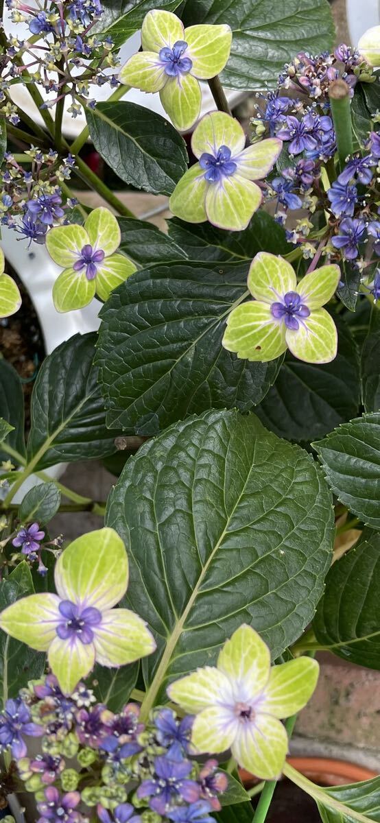 アジサイ・珍しい  希少 紫陽花  2年生苗の画像5