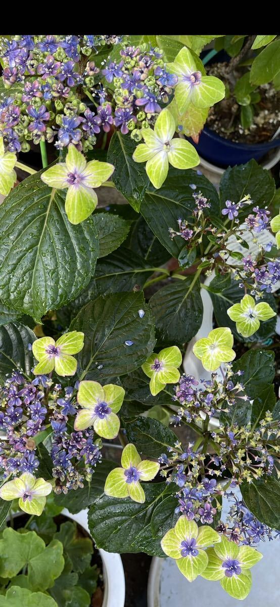 アジサイ・珍しい  希少 紫陽花  2年生苗の画像2