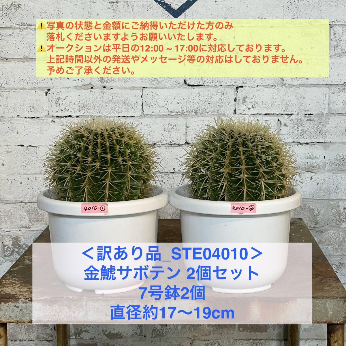 【現品_STE04010】＜訳あり品＞金鯱サボテン2個セット（7号鉢2個）直径17〜19cm ＜耐寒性：9a(-6.9℃)＞｜ドライガーデン の画像1