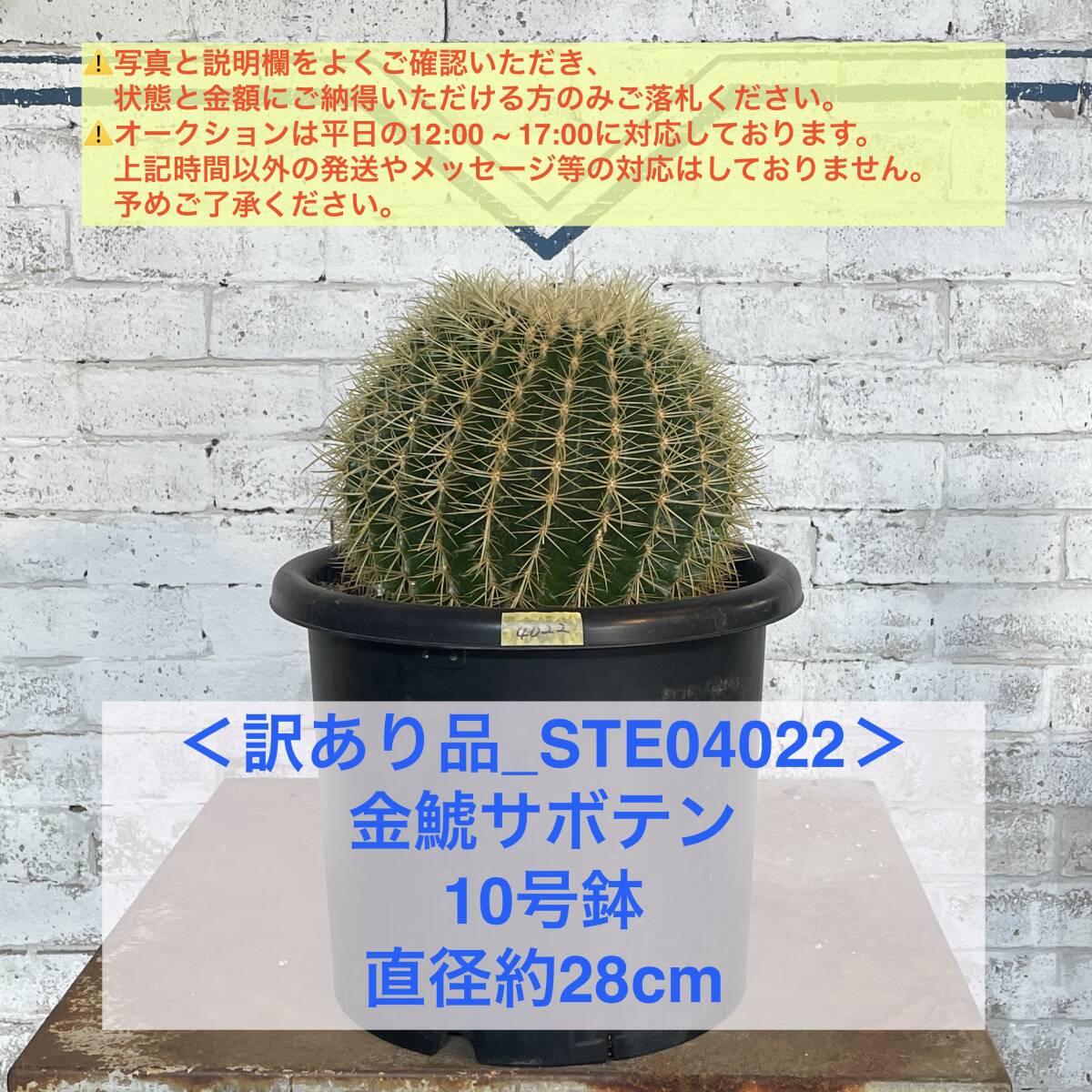 【現品_STE04022】＜訳あり品＞金鯱サボテン 10号鉢 直径約28cm ＜耐寒性：9a(-6.9℃)＞｜ドライガーデン _画像1