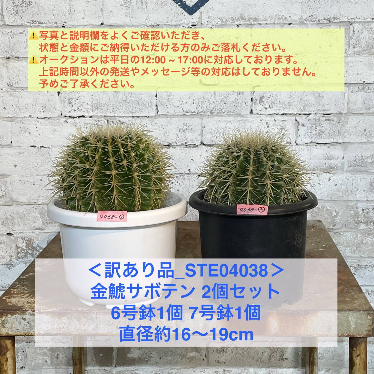 【現品_STE04038】＜訳あり品＞金鯱サボテン2個セット（6号鉢1個／7号鉢1個）直径17〜19cm ＜耐寒性：9a(-6.9℃)＞｜ドライガーデン _画像1