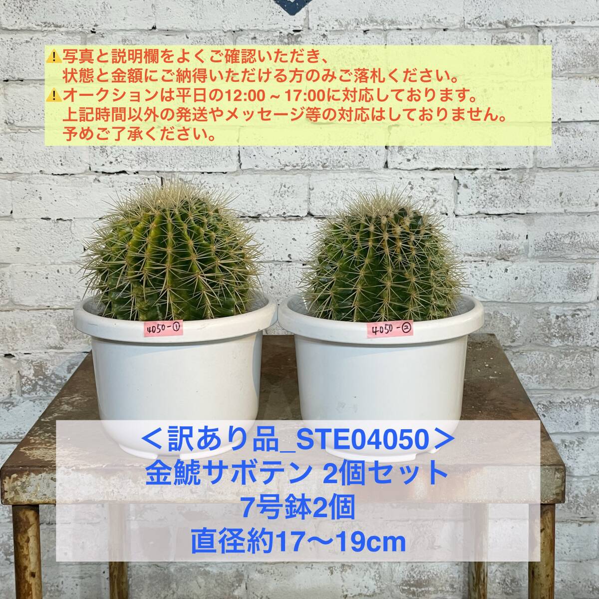 【現品_STE04050】＜訳あり品＞金鯱サボテン2個セット（7号鉢2個）直径17〜19cm ＜耐寒性：9a(-6.9℃)＞｜ドライガーデン の画像1