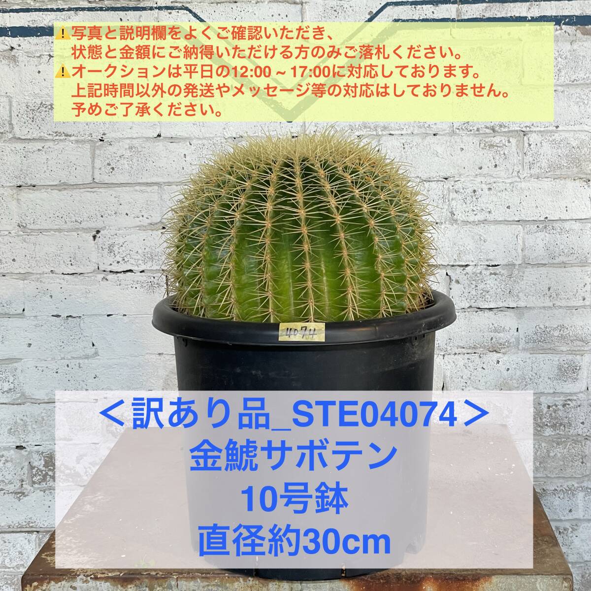 【現品_STE04074】＜訳あり品＞金鯱サボテン 10号鉢 直径約30cm ＜耐寒性：9a(-6.9℃)＞｜ドライガーデン _画像1