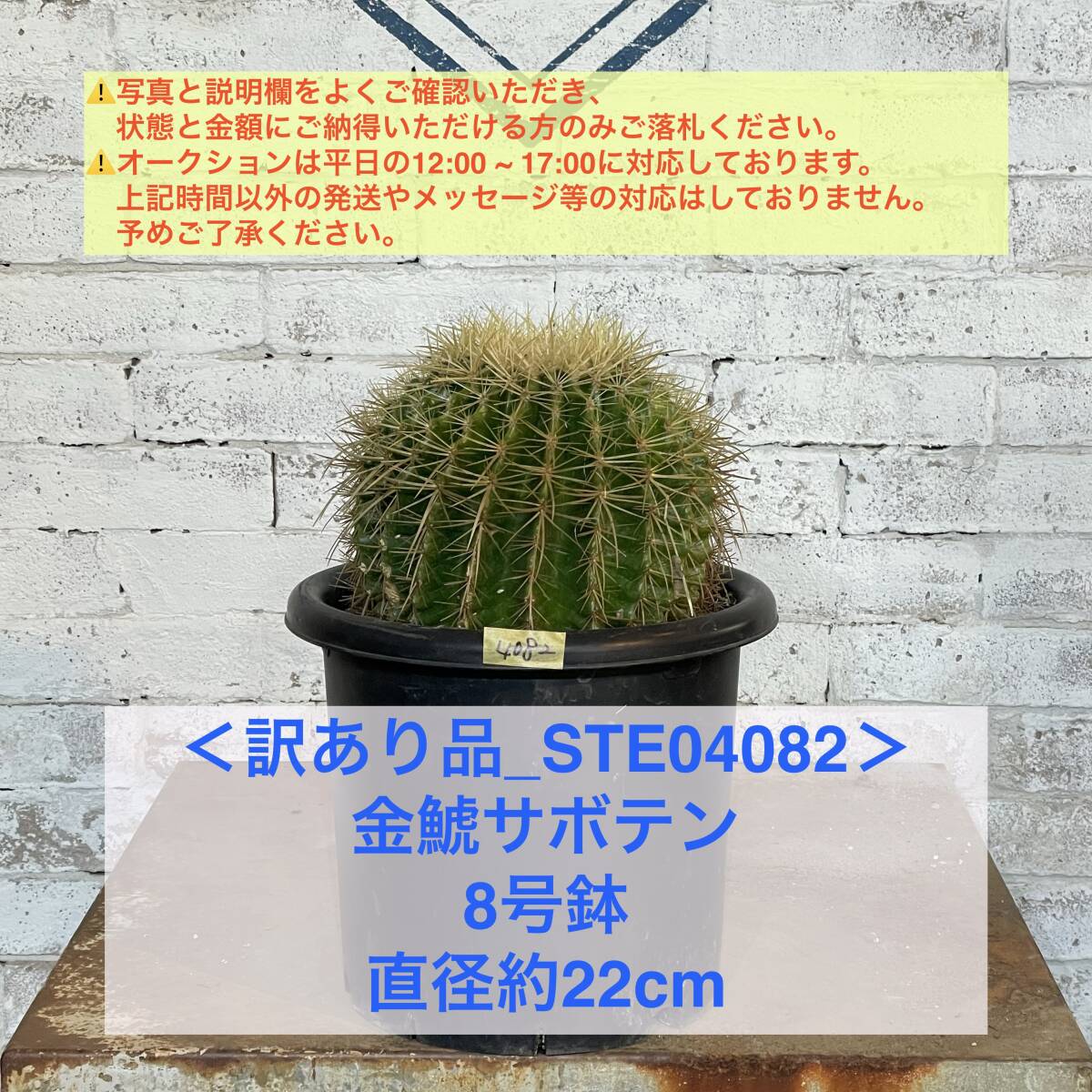 【現品_STE04082】＜訳あり品＞金鯱サボテン 8号鉢 直径約22cm ＜耐寒性：9a(-6.9℃)＞｜ドライガーデン の画像1