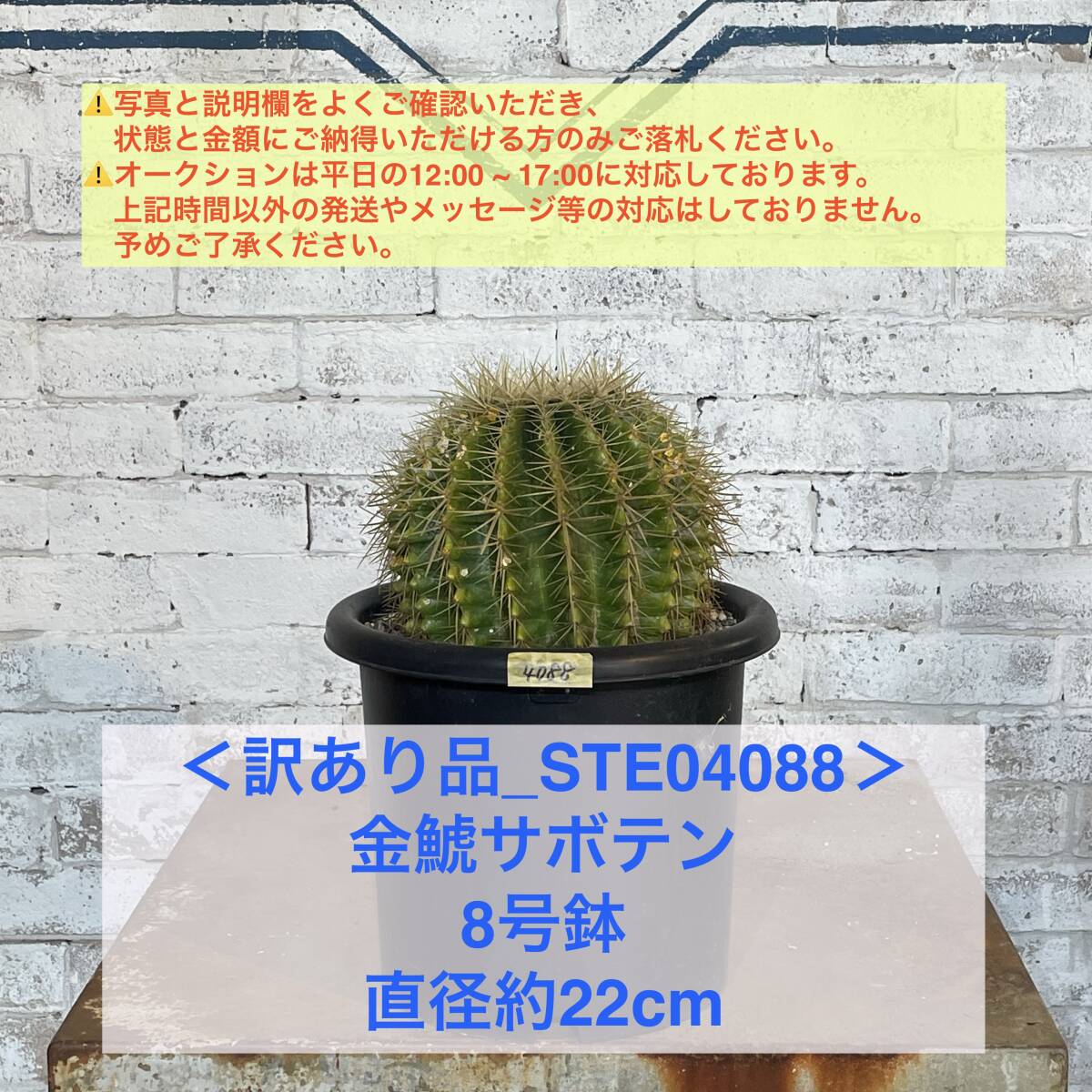 【現品_STE04088】＜訳あり品＞金鯱サボテン 8号鉢 直径約22cm ＜耐寒性：9a(-6.9℃)＞｜ドライガーデン の画像1