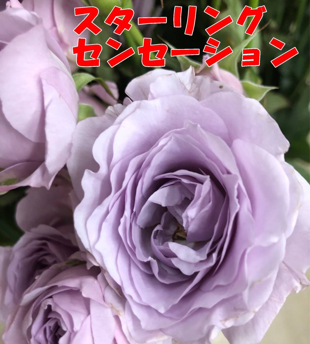 切り花品種 スターリングセンセーション★ブルー中香 やさしい薄紫色★挿し木苗の画像7