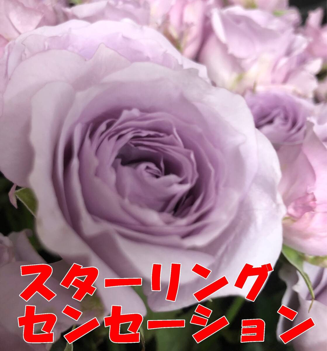 切り花品種 スターリングセンセーション★ブルー中香 やさしい薄紫色★挿し木苗の画像4