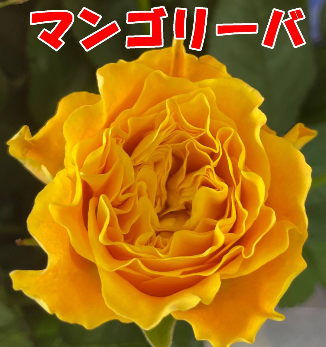 切り花品種 マンゴーリーバー★オレンジイエローのビタミンカラーの波状弁★挿し木苗の画像1