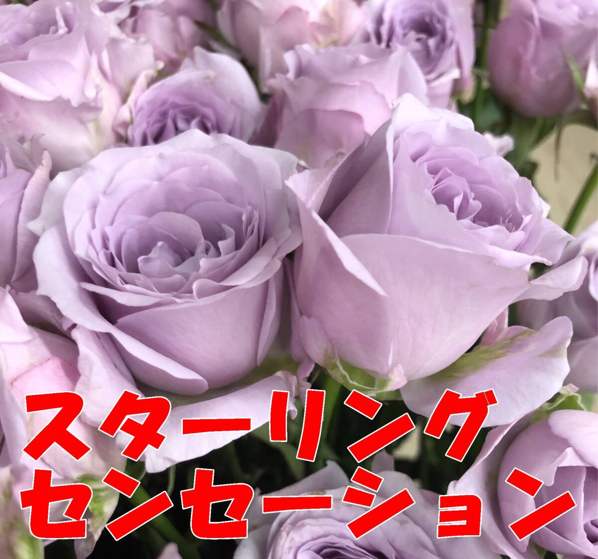 切り花品種 スターリングセンセーション★ブルー中香 やさしい薄紫色★挿し木苗の画像5