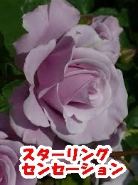 切り花品種 スターリングセンセーション★ブルー中香 やさしい薄紫色★挿し木苗の画像2