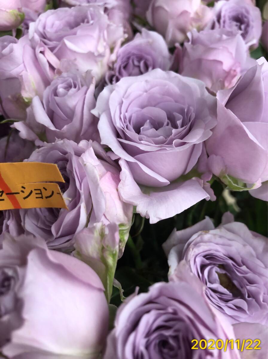 切り花品種 スターリングセンセーション★ブルー中香 やさしい薄紫色★挿し木苗の画像6