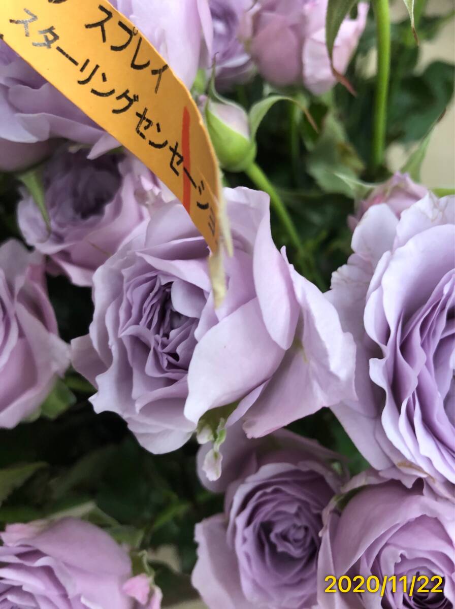 切り花品種 スターリングセンセーション★ブルー中香 やさしい薄紫色★挿し木苗の画像8
