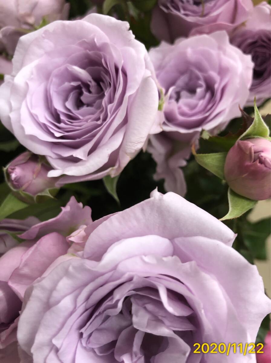 切り花品種 スターリングセンセーション★ブルー中香 やさしい薄紫色★挿し木苗の画像9
