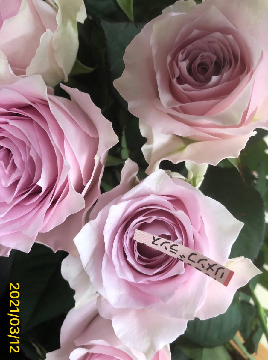  срезанные цветы товар вид li men Blanc s*.. розовый. цветок цвет . прекрасный большой колесо *.. дерево рассада 