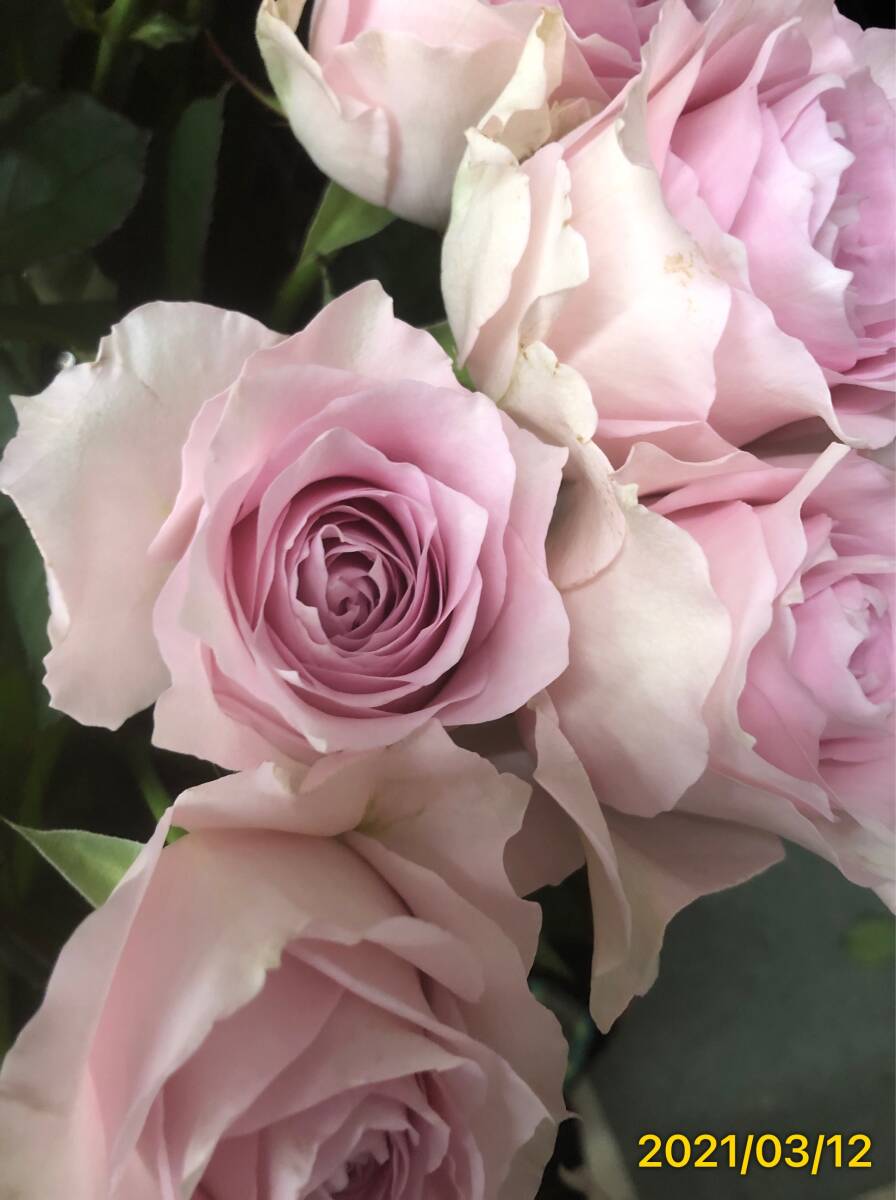  срезанные цветы товар вид li men Blanc s*.. розовый. цветок цвет . прекрасный большой колесо *.. дерево рассада 