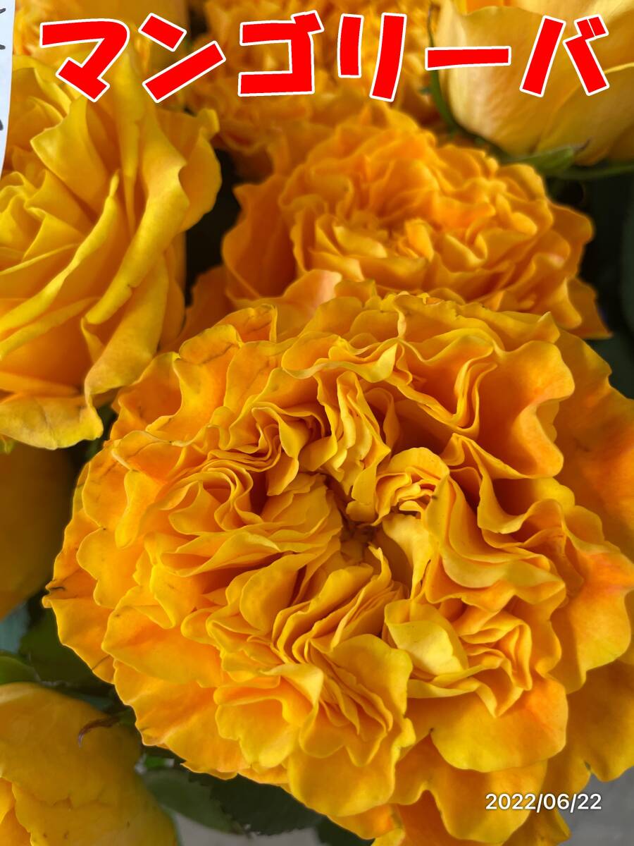 切り花品種 マンゴーリーバー★オレンジイエローのビタミンカラーの波状弁★挿し木苗の画像10