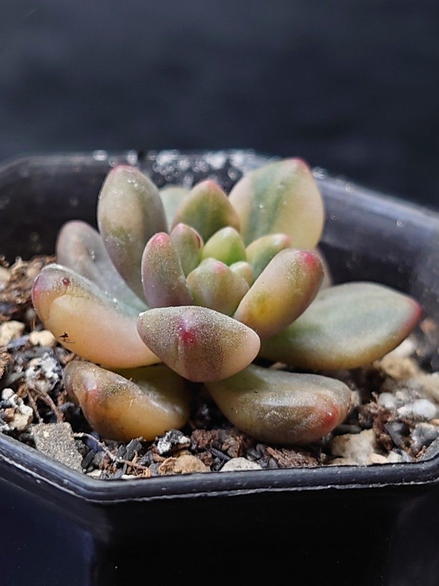 パラドックス錦多肉植物 韓国苗