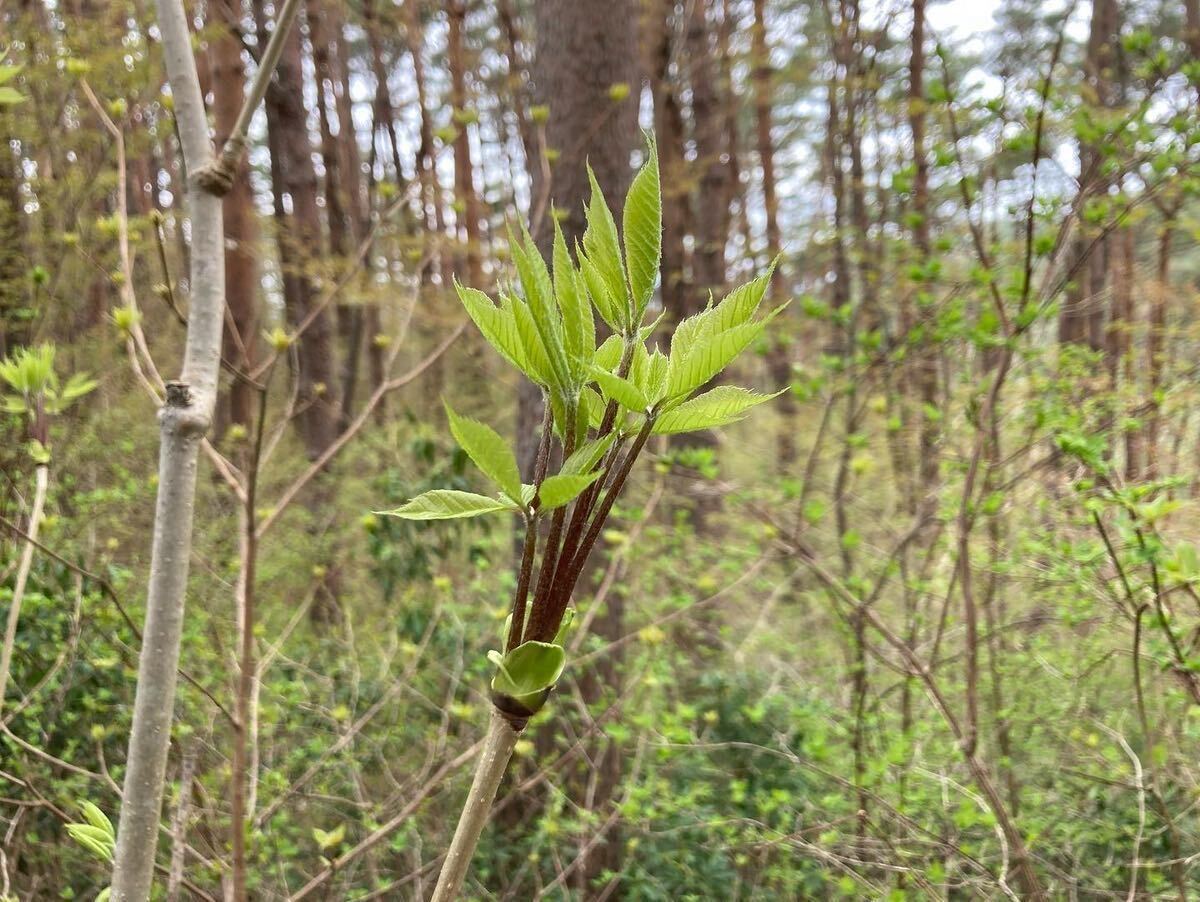 山菜　当日取れ　コシアブラ　300ｇ　春の芽吹き_画像2