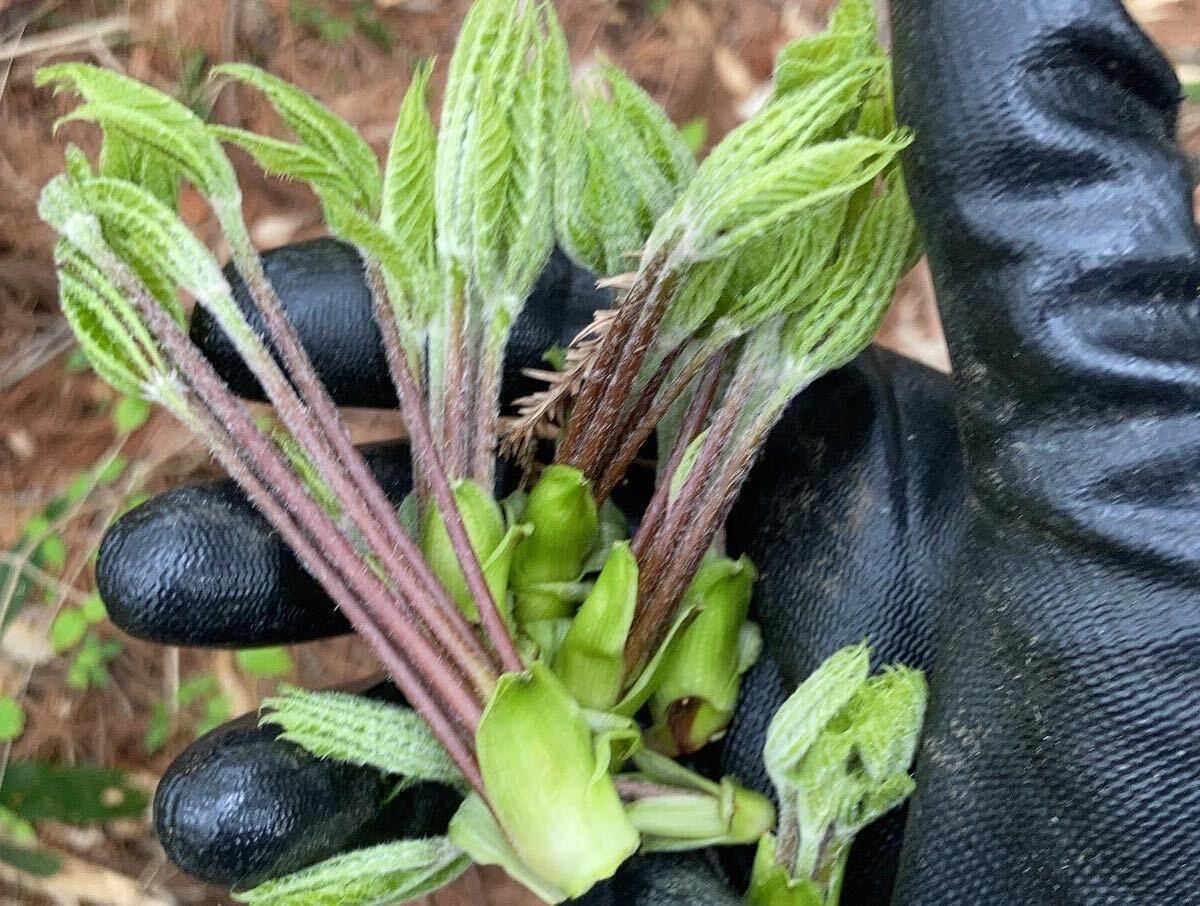 山菜　当日取れ　コシアブラ　150ｇ　年に一度の春の芽吹き_画像3